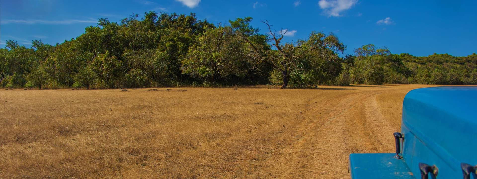 Jeep Safari To Bakkare Elephant Grasslands