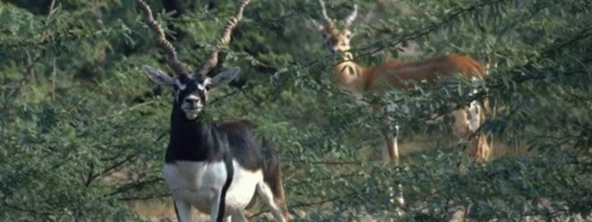 Jodhpur Bishnoi Villages Half Day Safari