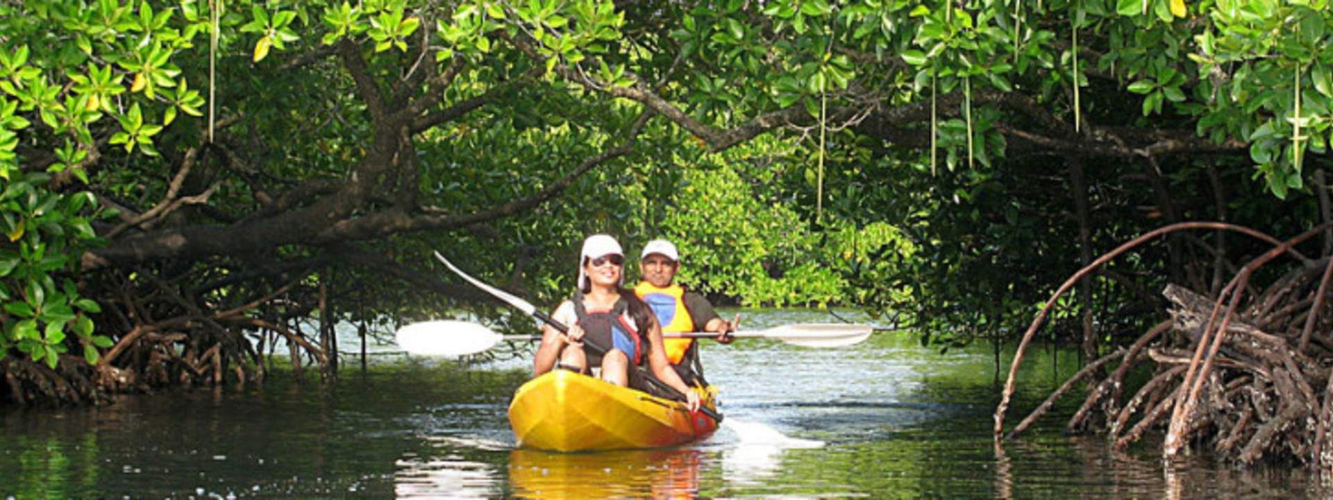 Mangrove Kayaking Experience in Andaman Islands
