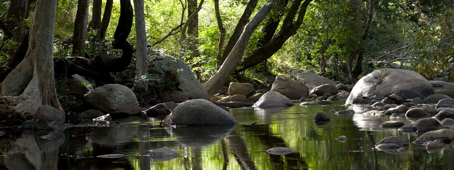 Munnar Chinnar Wildlife Sanctuary Night Safari