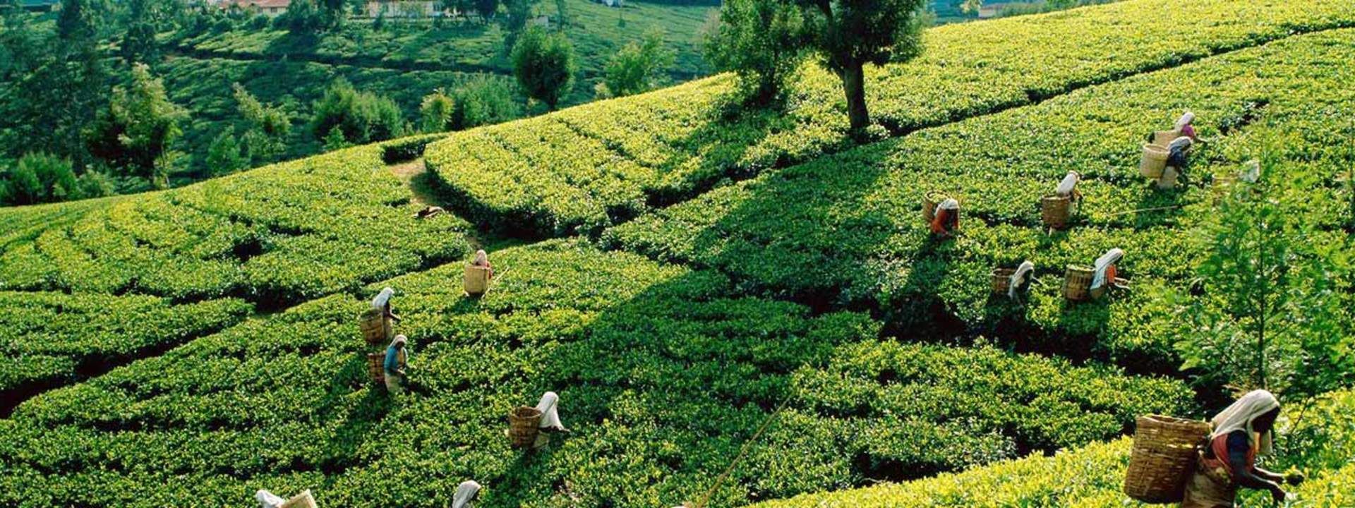 Munnar Kolukkumalai Half Day Jeep Safari