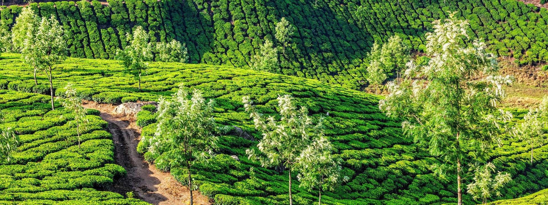 Munnar Mountain Cycling Tour