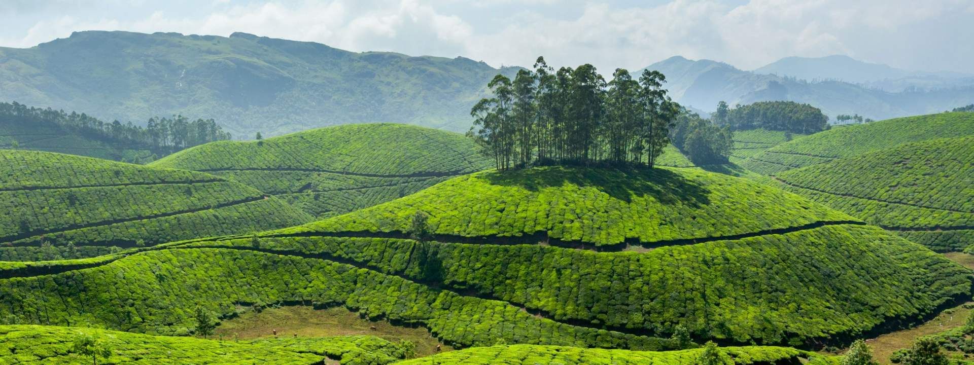 Munnar Tea Plantation Walking Tour