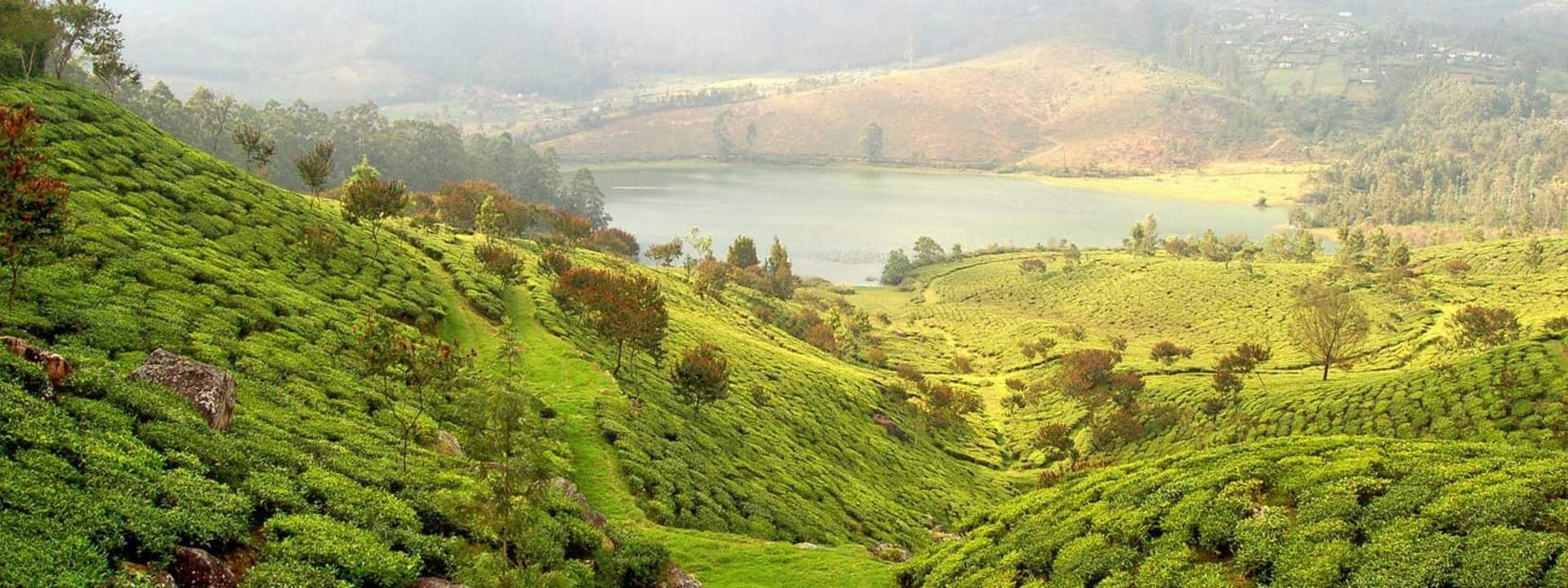 Munnar Tea Valley Tour (Half Day/Full Day)