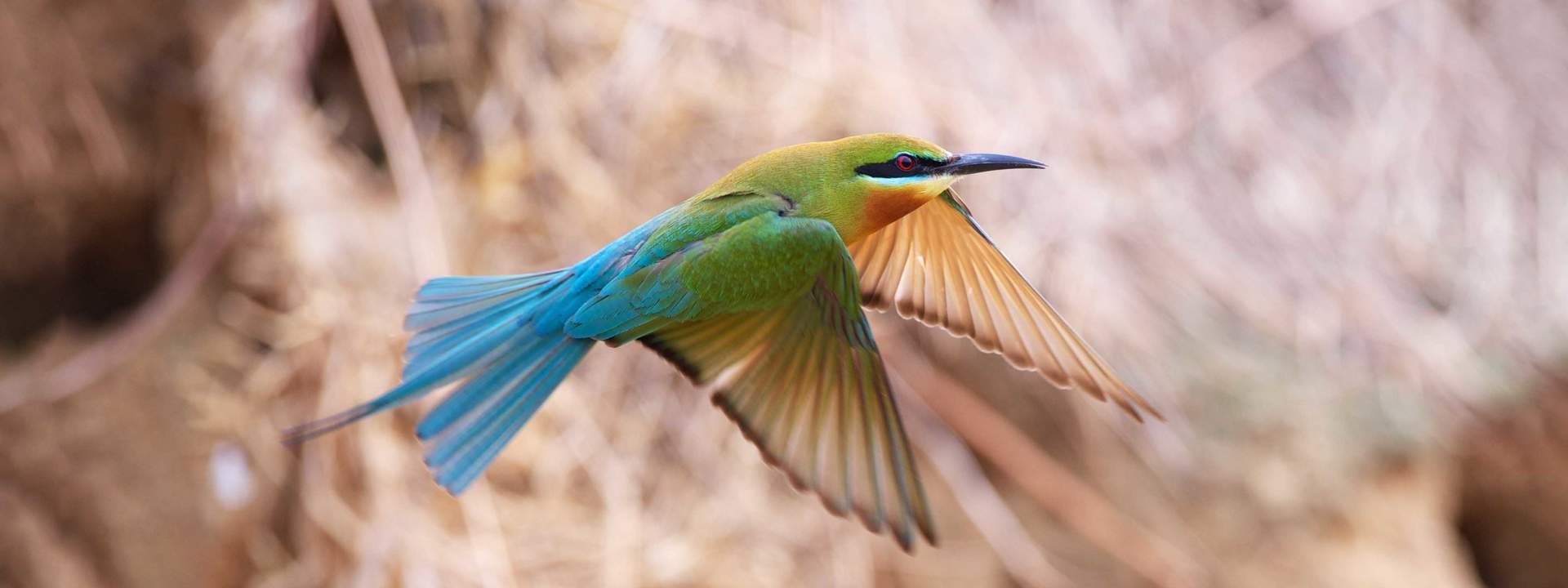 North Goa Bird Watching Tour