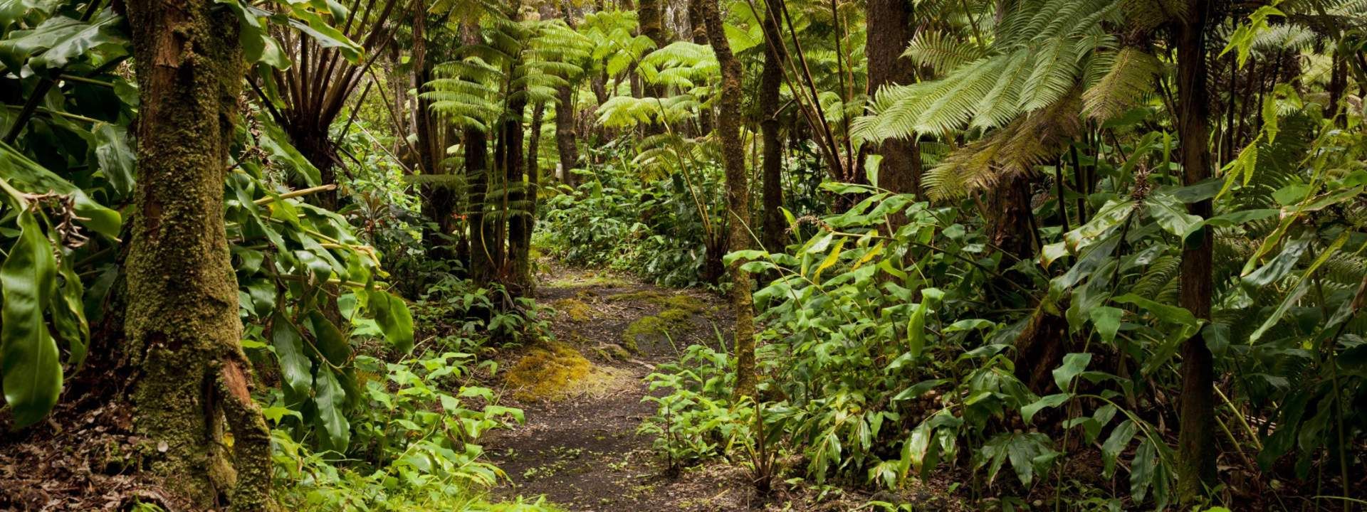 Rainforest Walk and Zipline Combo Package in Coorg