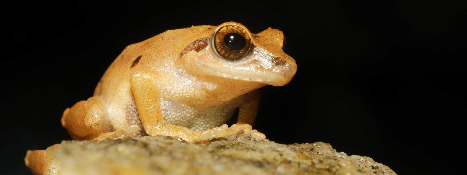 Reptile and Amphibian Spotting Tour