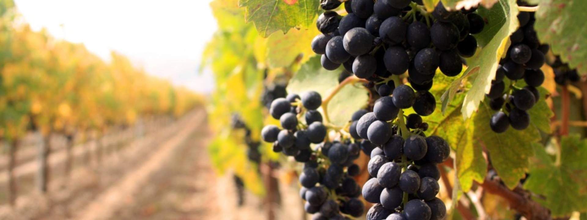 Sula Vineyards with Wine Tasting Day Tour from Mumbai