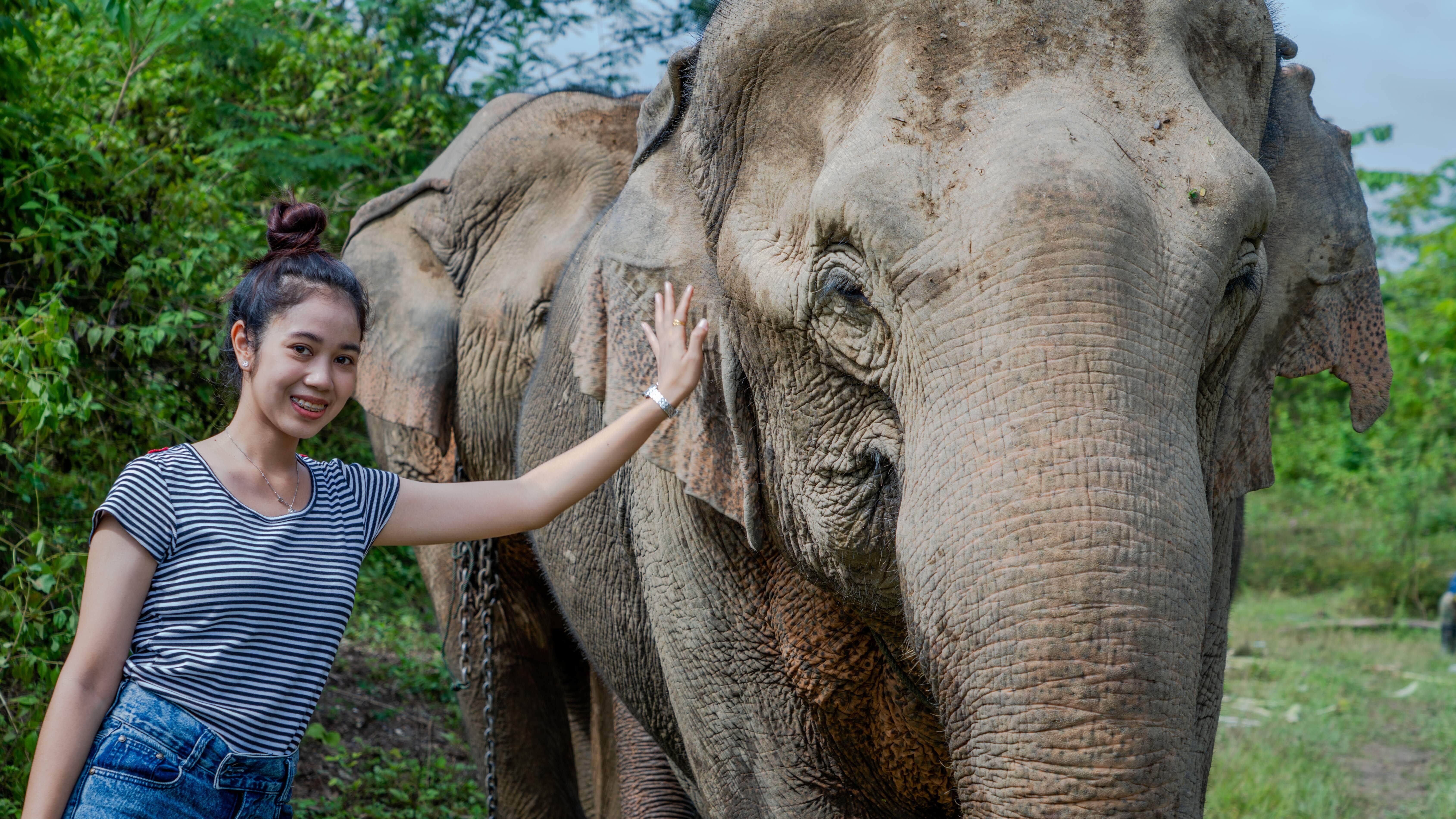 Half Day Elephant Experience