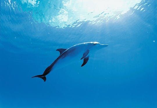Dolphin Encounter at Isla Discovery Ticket Only