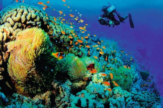 Scuba Diving at Las Caletas