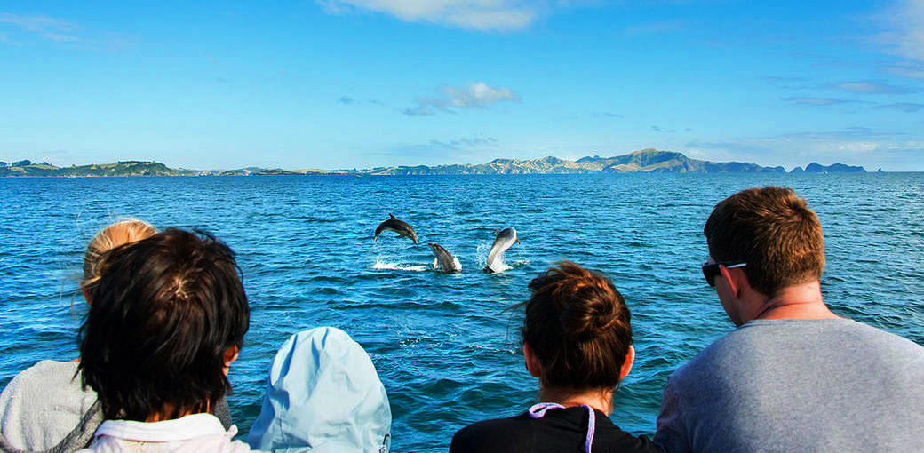 Book Bay of Islands Scenic Cruise - C62b04f5 04f2 432c B5e6 50a000620aaa 