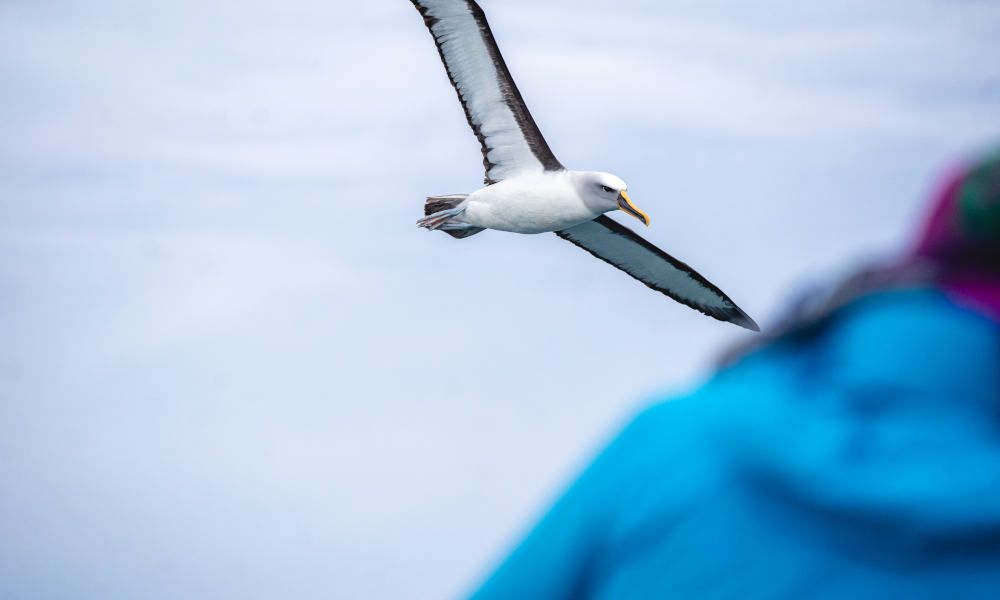 Royal Albatross Centre Guided Tour with Transfers