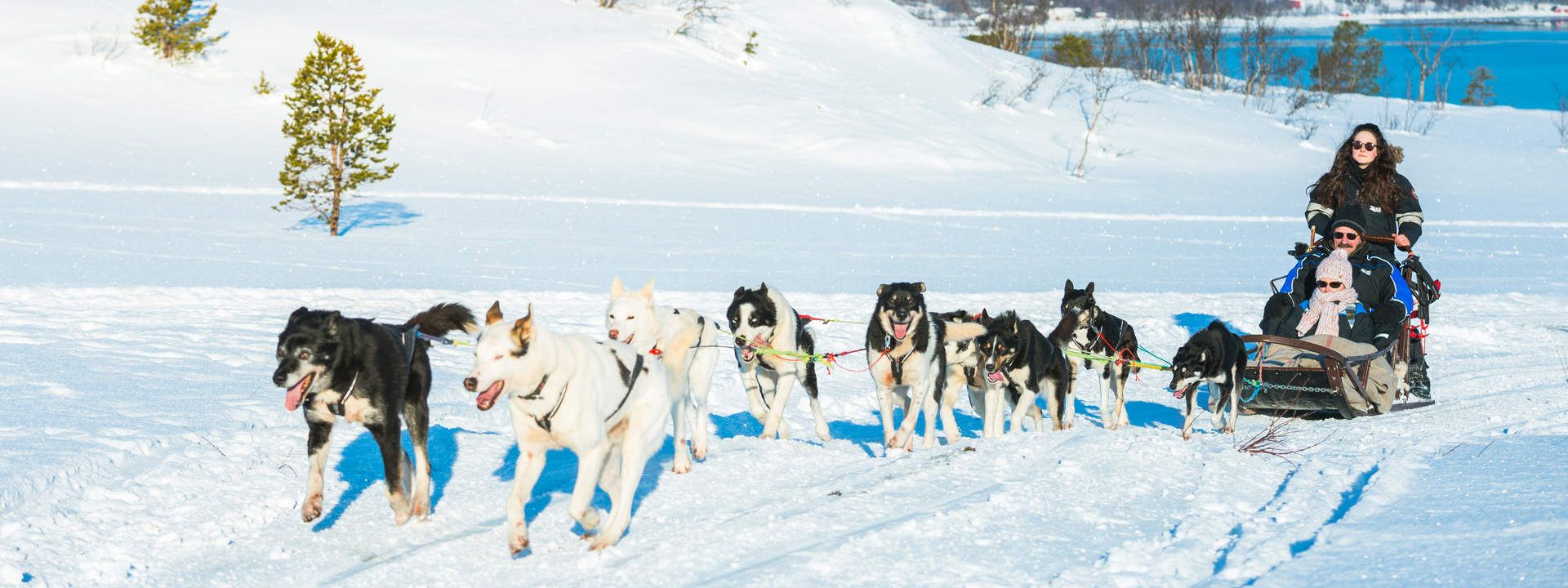 Husky Dog Sledding