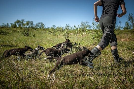 Puppy training package