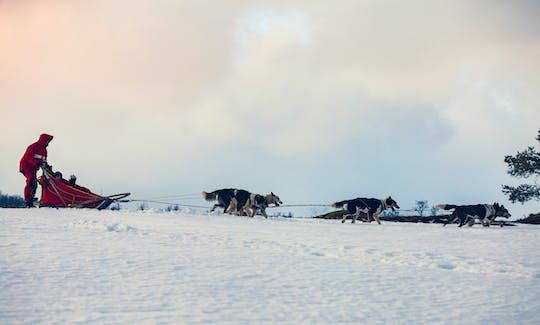 Self-drive dog sledding experience