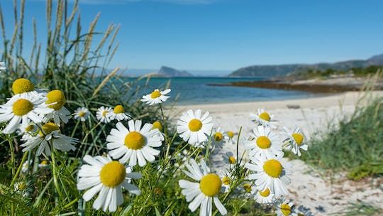 Summer Arctic landscapes