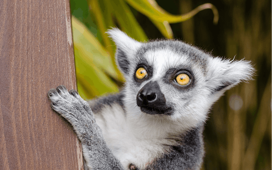 Krakow Zoo entrance tickets and transfer