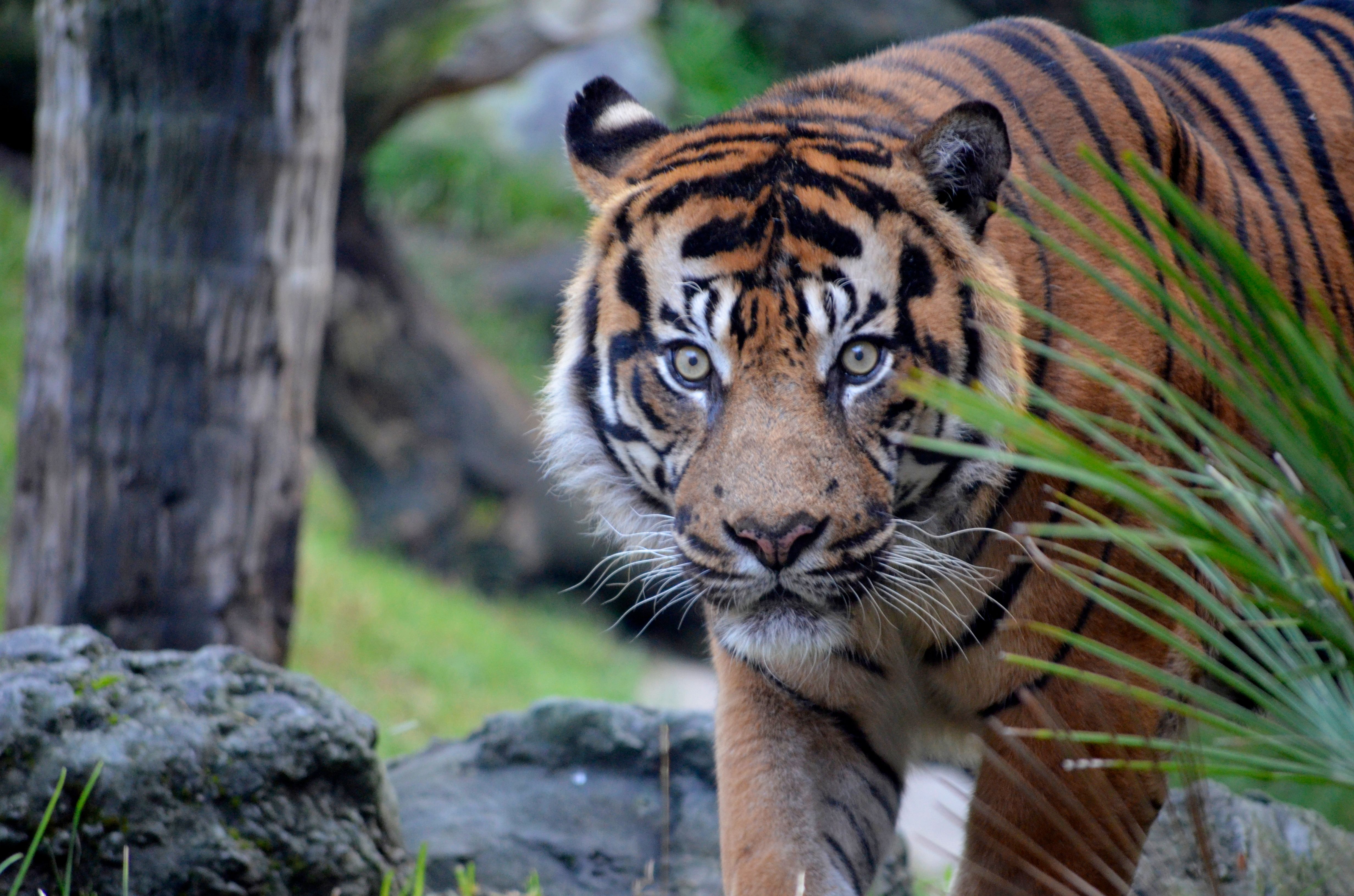 Bioparc Fuengirola: Entry Ticket