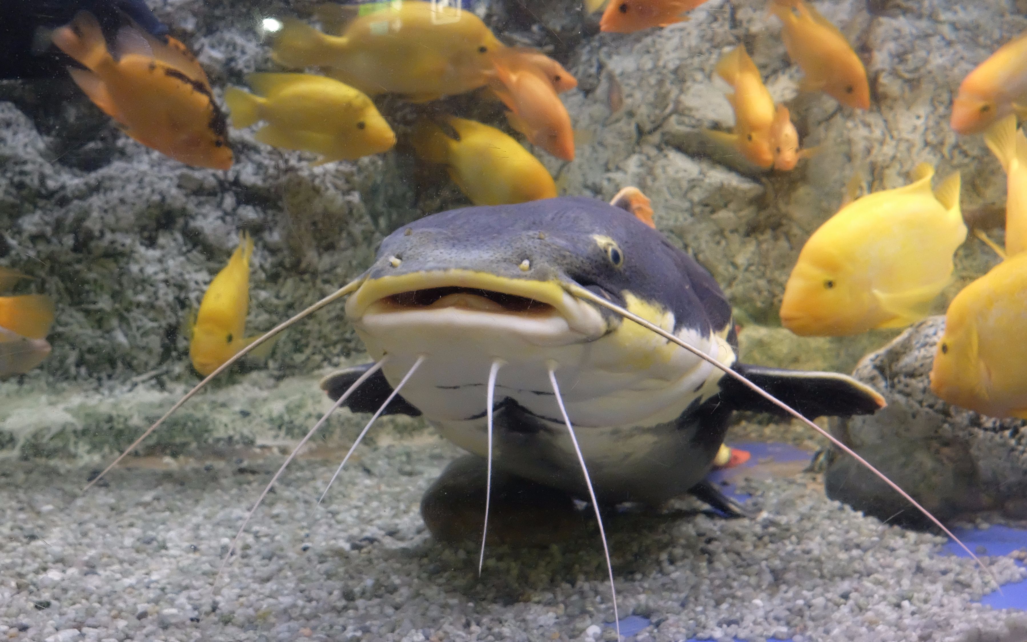 Fast Track Tickets to Barcelona Aquarium