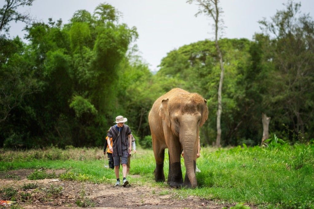 Elephant Jungle Sanctuary Chiang Mai