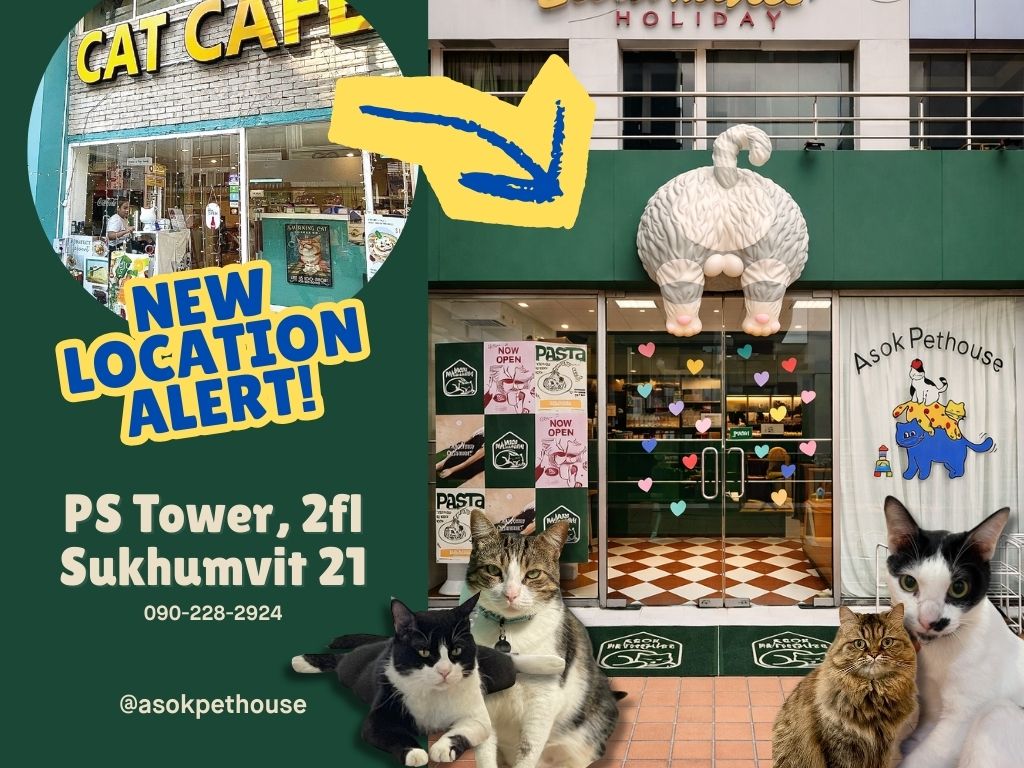 คาเฟ่แมวพร้อมเซตเมนู ที่ Asok Pethouse Cat Cafe
