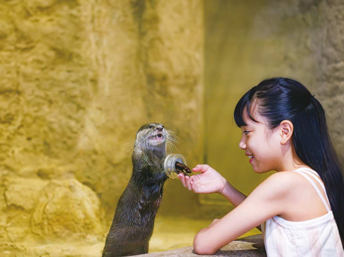 [Limited 10% OFF] DMM Kariyushi Aquarium Ticket in Okinawa | Japan