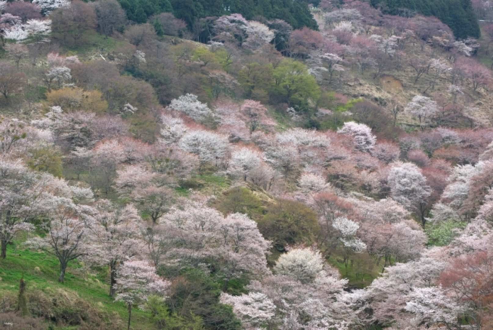 [Early Spring | 20% OFF] Cherry Blossom Buddha and Mt.Yoshino with Strawberry Picking Tour