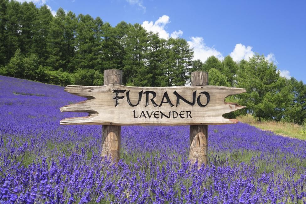 Furano, Hokkaido 1-Day Tour: Farm Tomita - Irodori Field, Shikisai-no-oka in Biei, & Shirogane Blue Pond | Departure from Sapporo