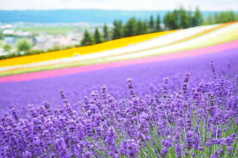 [Early Bird Limited Offer | 50% OFF] Furano, Hokkaido 1-Day Tour: Farm Tomita - Irodori Field, Shikisai-no-oka in Biei, & Shirogane Blue Pond | Departure from Sapporo