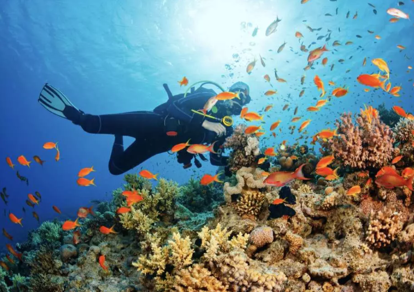 ดำน้ำลึกหรือดำน้ำตื้นครั้งแรกกับ Manta Marina | พัทยา