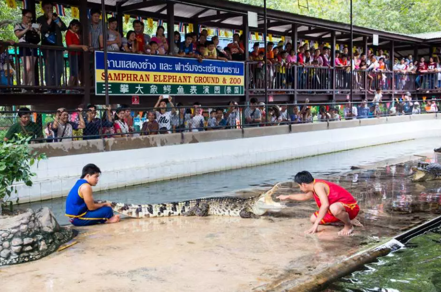 สัมผัสประสบการณ์สุดตื่นเต้นที่สวนช้างและฟาร์มจระเข้สามพราน พร้อมโชว์สุดระทึก I นครปฐม