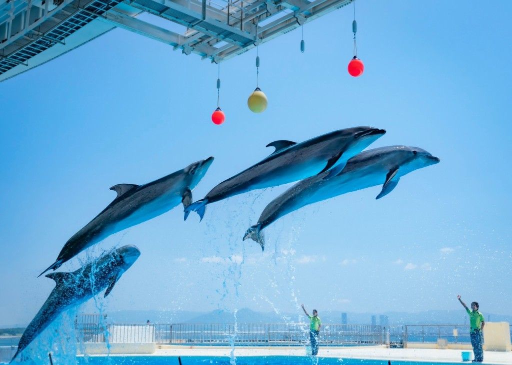 บัตรเข้าชมพิพิธภัณฑ์สัตว์น้ำอุมิโนะนากะมิจิมารีนเวิลด์ (Uminonakamichi Marine World) ในฟุกุโอกะ (ใช้ได้ภายใน 90 วัน)