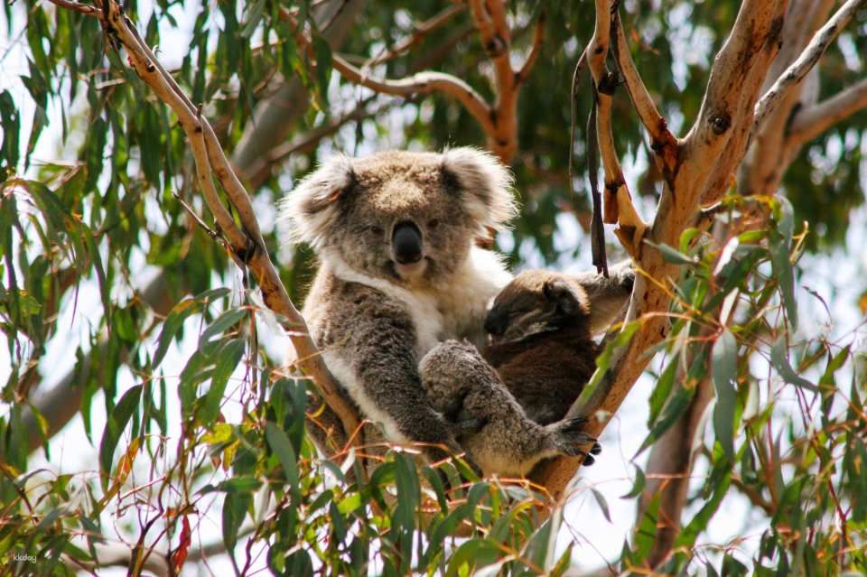 [ทัวร์เชิงนิเวศ] ตั๋วรายบุคคลและแบบคอมโบ Phillip Island Nature Parks: 3 Parks Pass | เมลเบิร์น