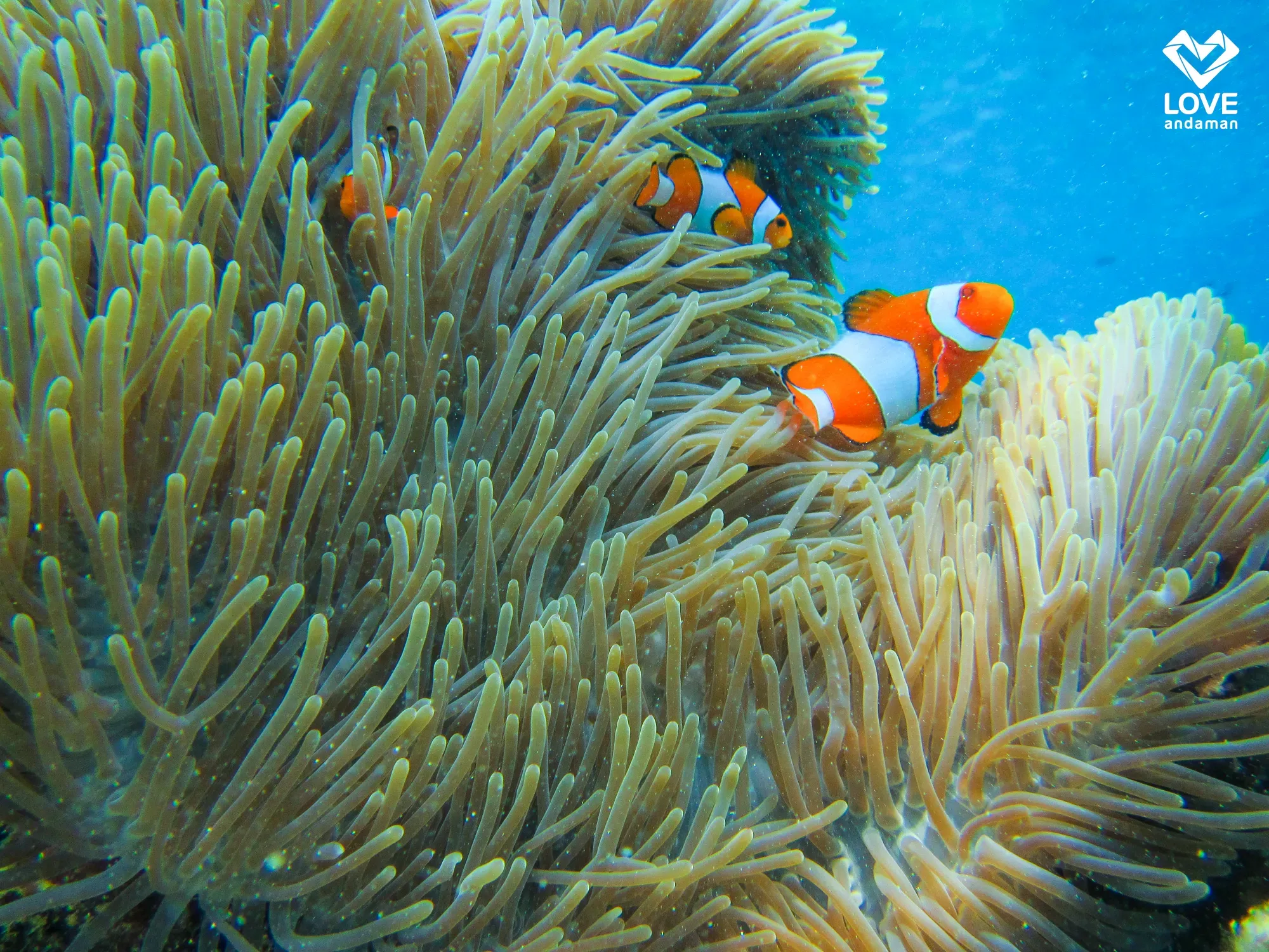 Similan Islands Day Tour by Speedboat