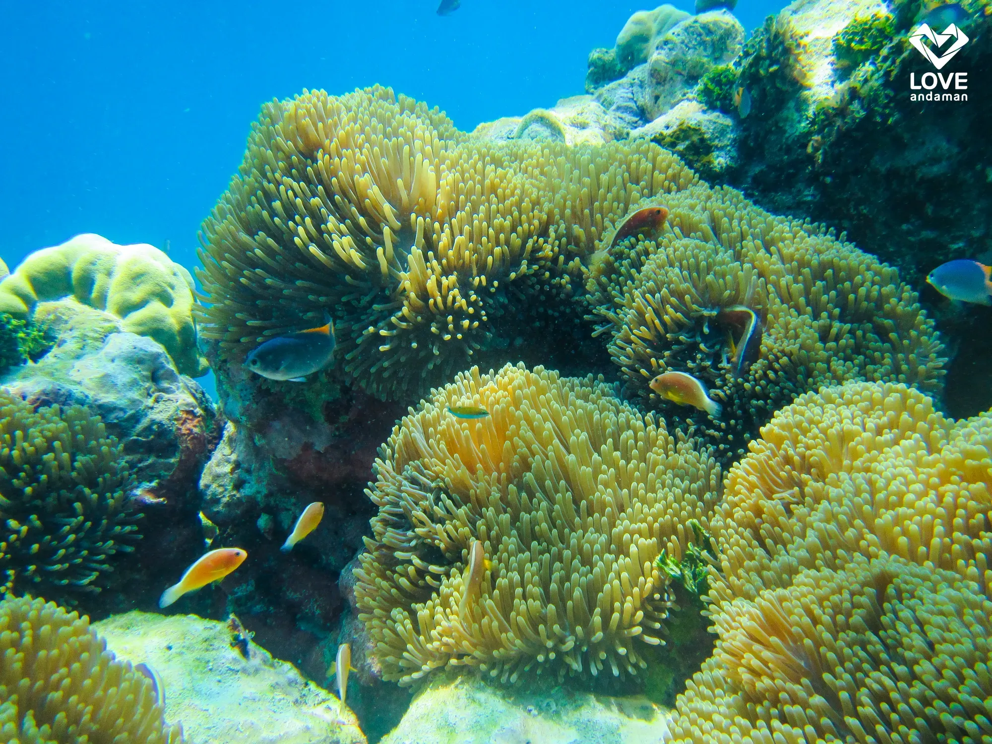Similan Islands Day Tour by Speed Catamaran