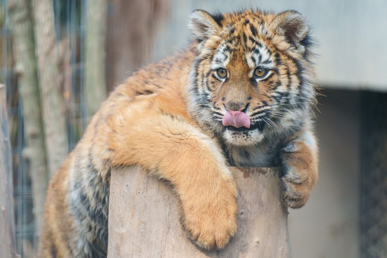 สวนสัตว์เซี่ยงไฮ้ (Shanghai Zoo)