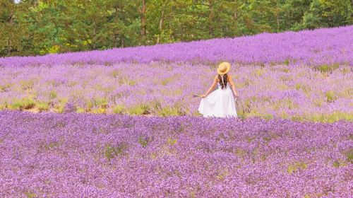 ทัวร์ทริปฮอกไกโด (1-Day Tour in Hokkaido)