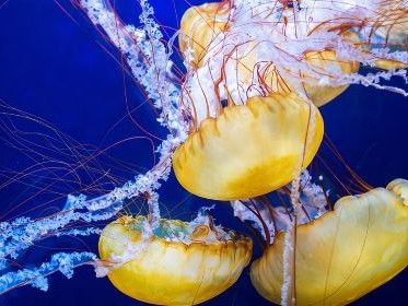 Aquarium of the Bay General Admission Ticket