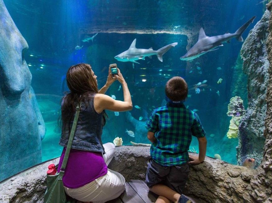 Sea Life Orlando Aquarium Ticket