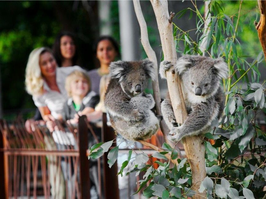 Melbourne Zoo: 1-Day Entry Ticket