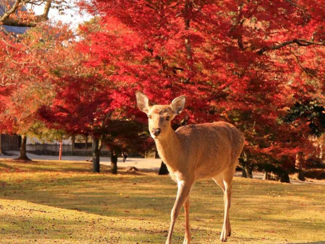 KINTETSU RAIL PASS (Valid for 180 days)
