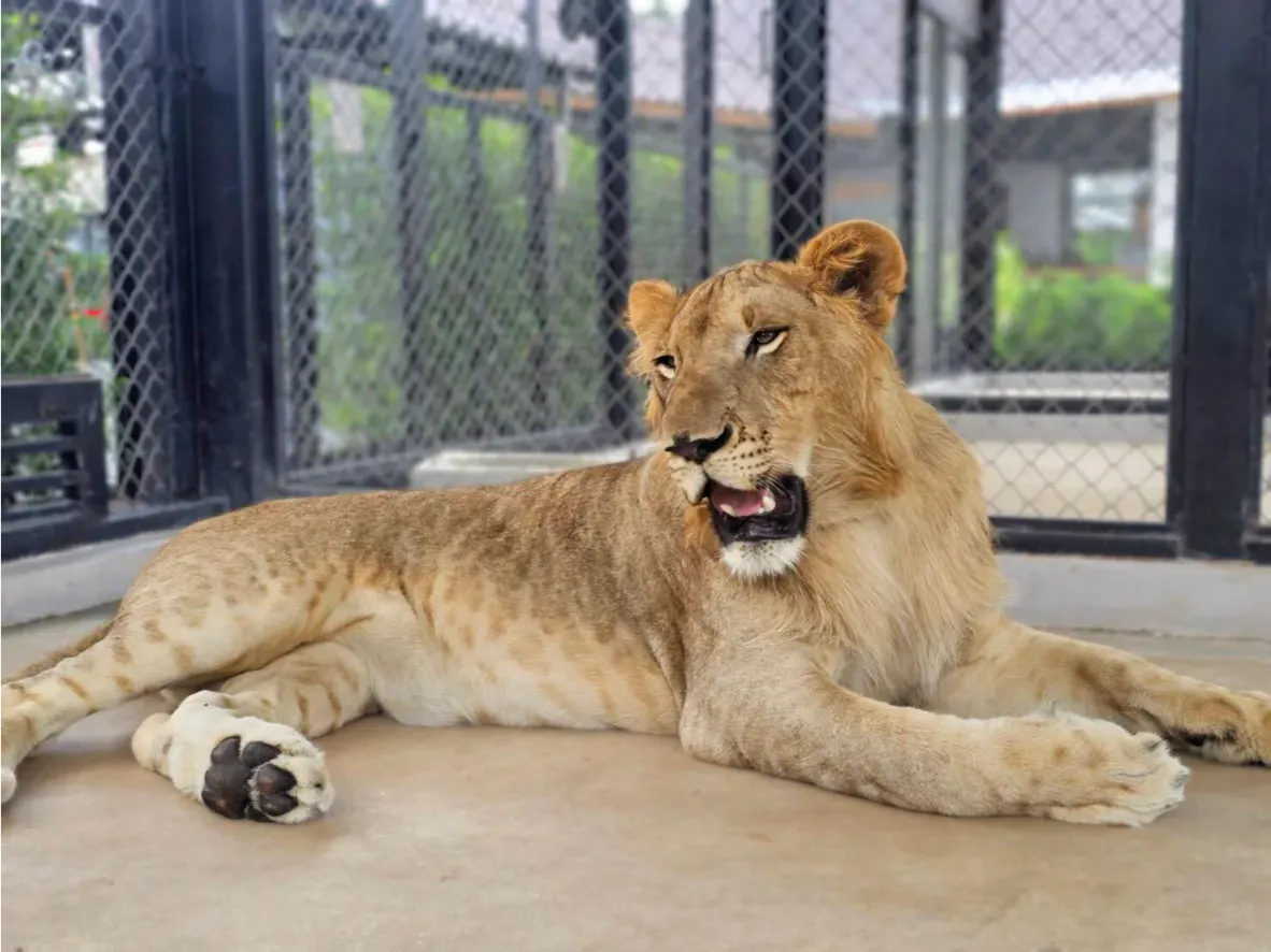 บัตรเข้าชม Lion Land Phuket