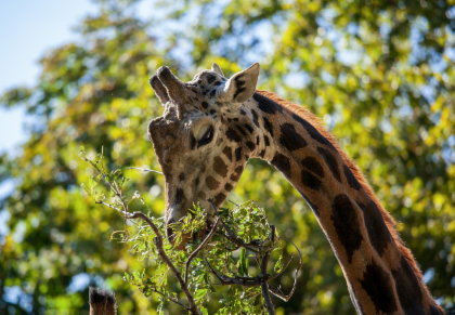 Schönbrunn Zoo: Skip the line