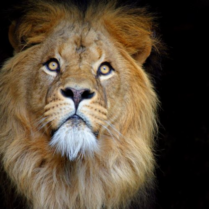 ARTIS Royal Zoo: Skip The Line