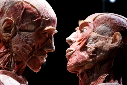 Body Worlds: The Happiness Project