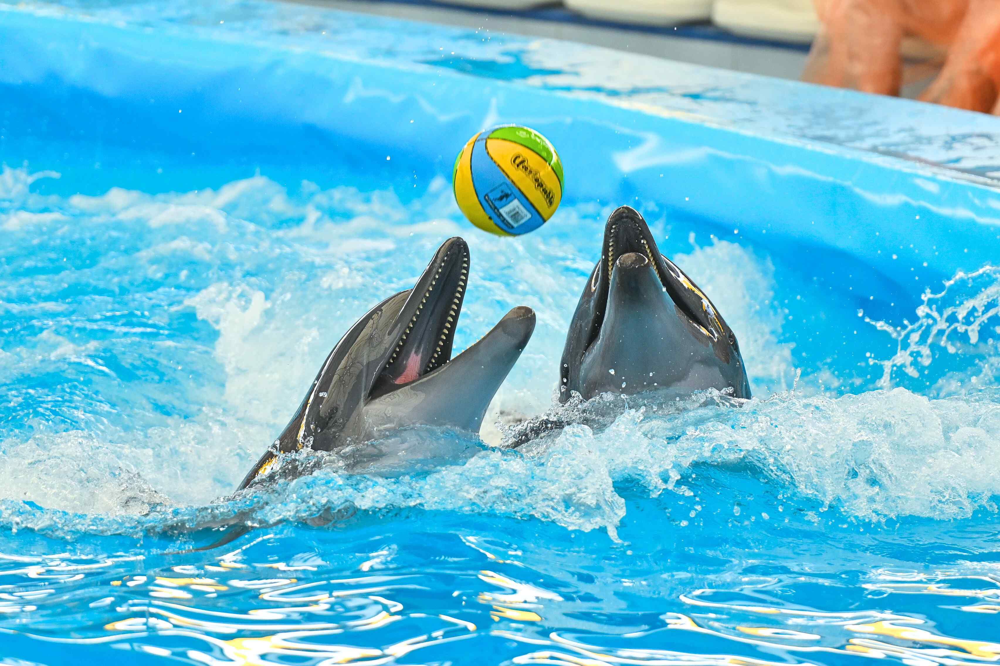 Pattaya Dolphinarium