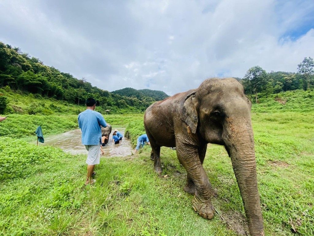 Morning Trip: HALF DAY ETHICAL LANNA KINGDOM ELEPHANT SANCTUARY with Pick up and Drop off