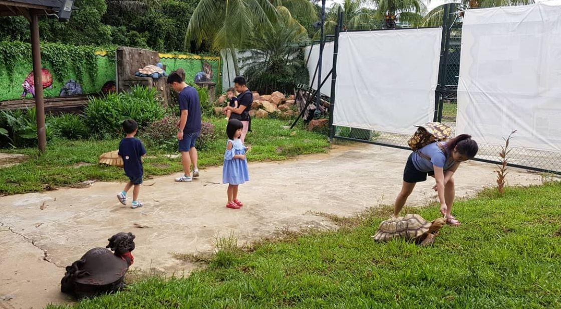 Live Turtle Museum Singapore - Entrance Tickets