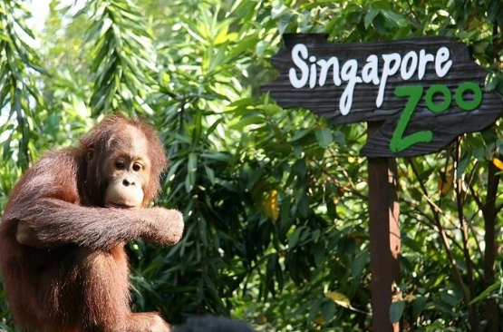 สวนสัตว์สิงคโปร์และริเวอร์วันเดอร์ส พร้อมรถรับ-ส่ง (Singapore Zoo and River Wonders with Return Transfer)
